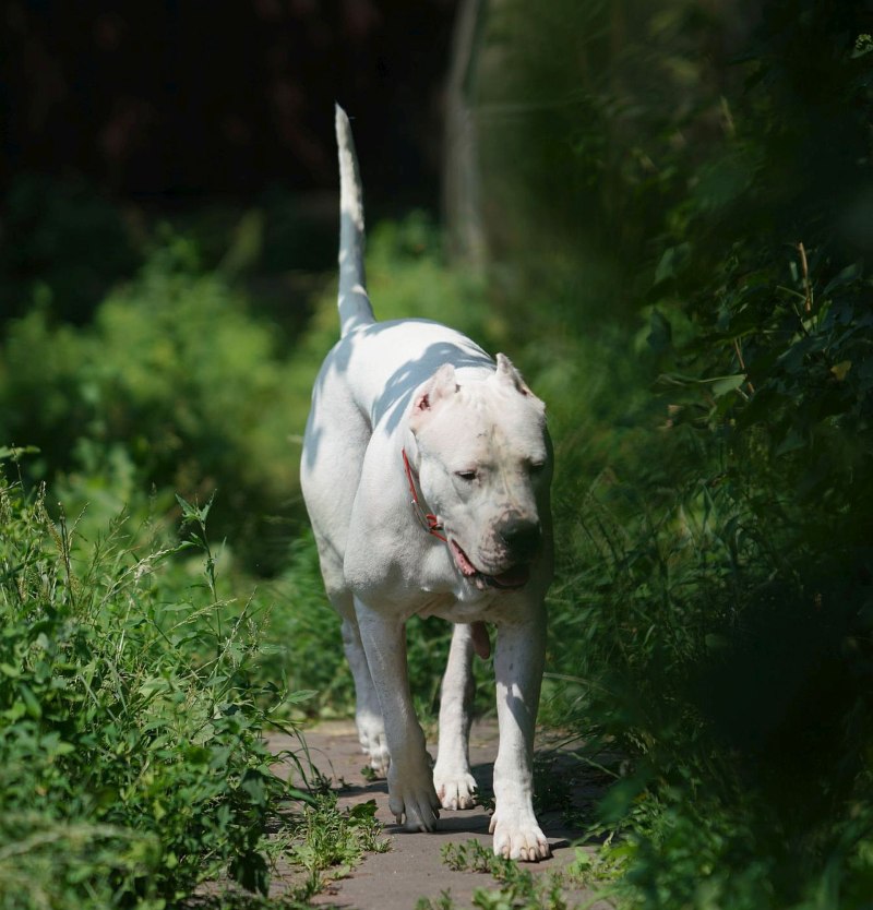 Dogo argentino Ears