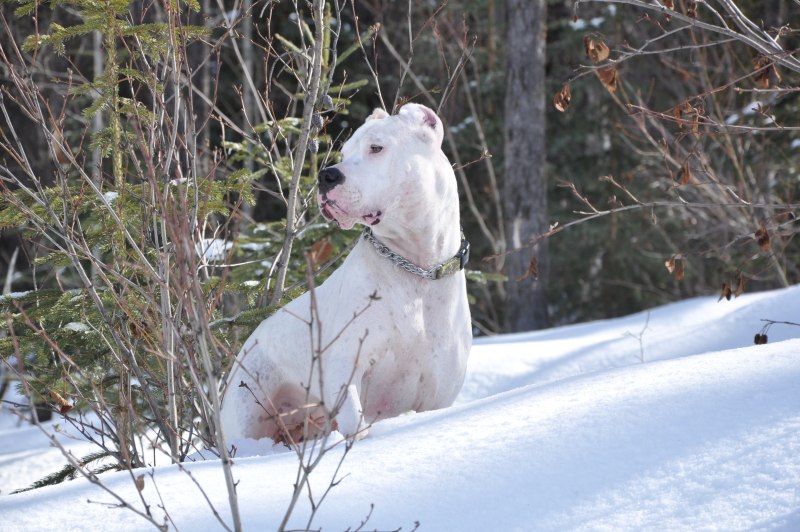 Big Dogo argentino