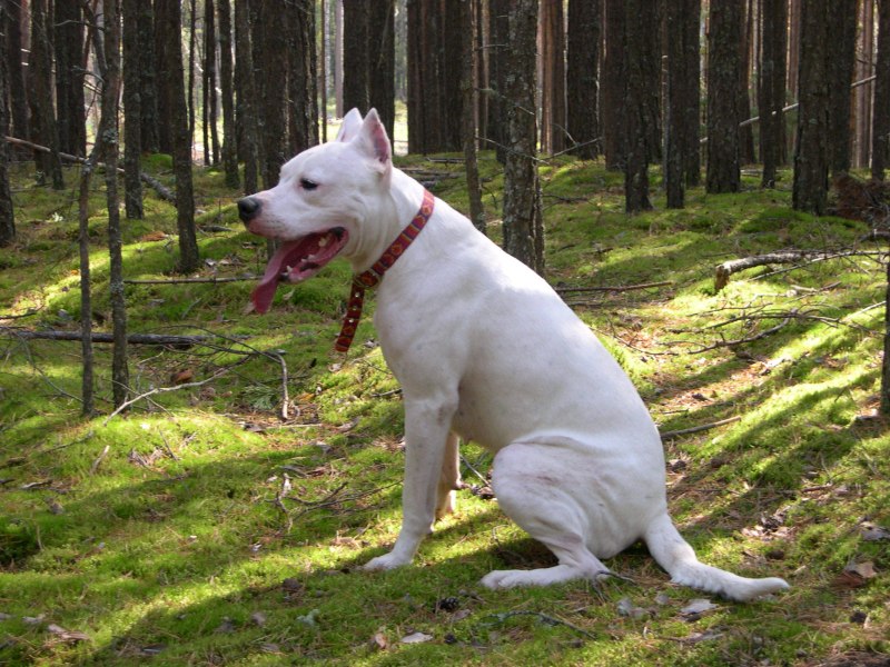 Dogo порода