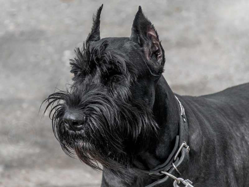 Ризер шнауцер