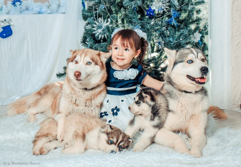 Хаски и дети