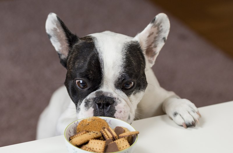 Dog taste
