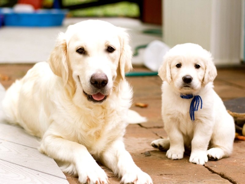 Golden Retriever щенок