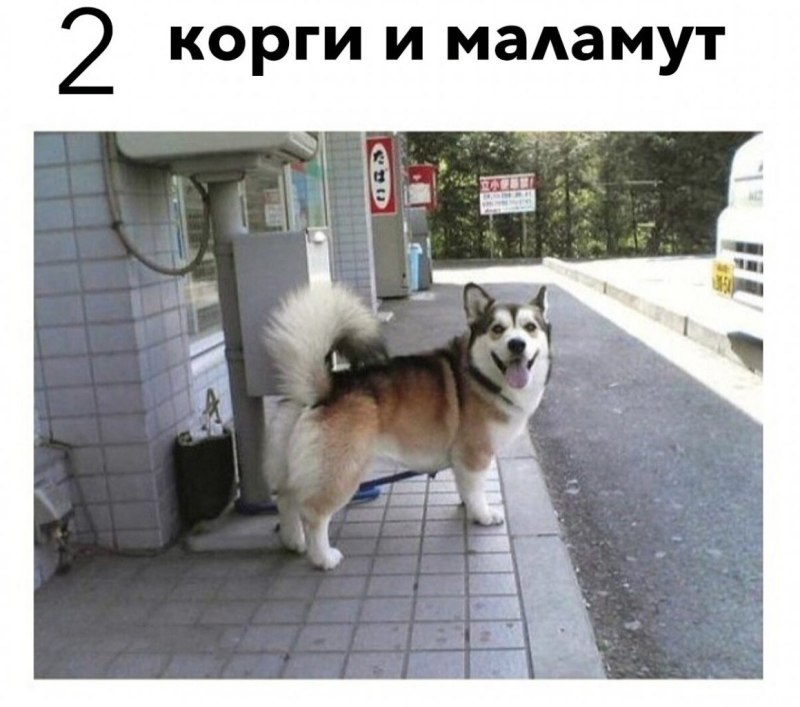 Корги австралийская овчарка