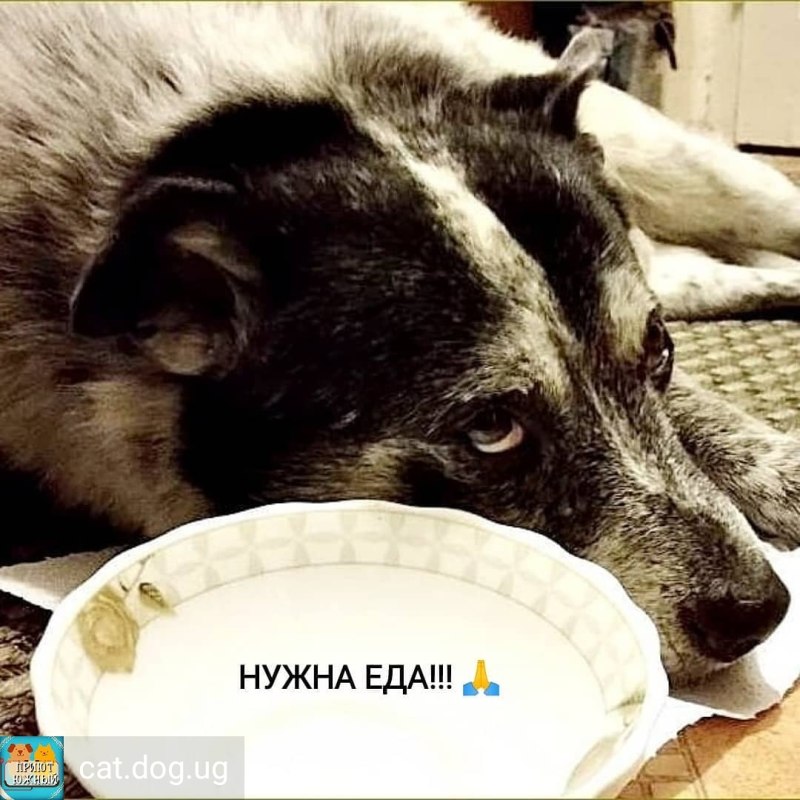 Голодный пес