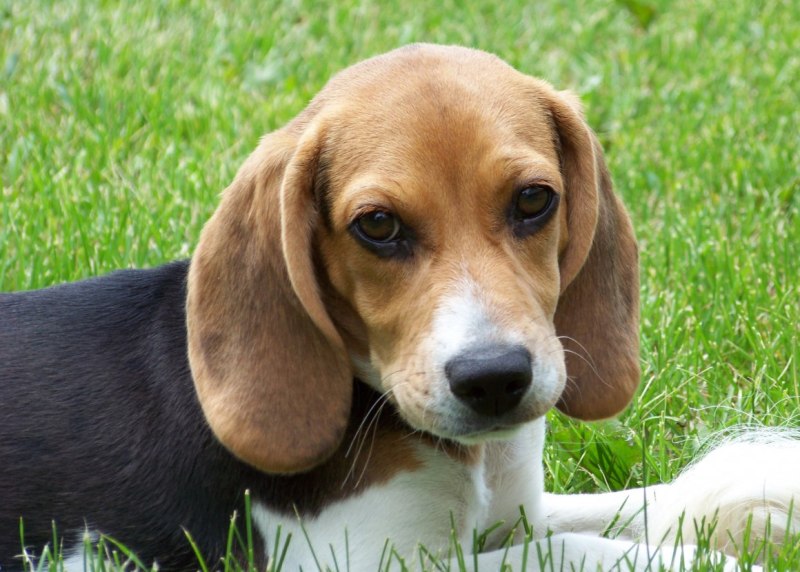 Beagle гончая