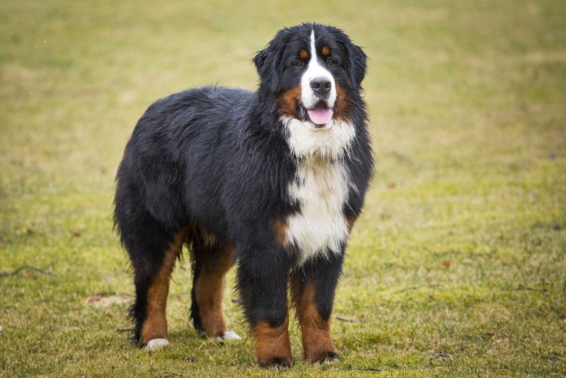 Berner Sennenhund порода