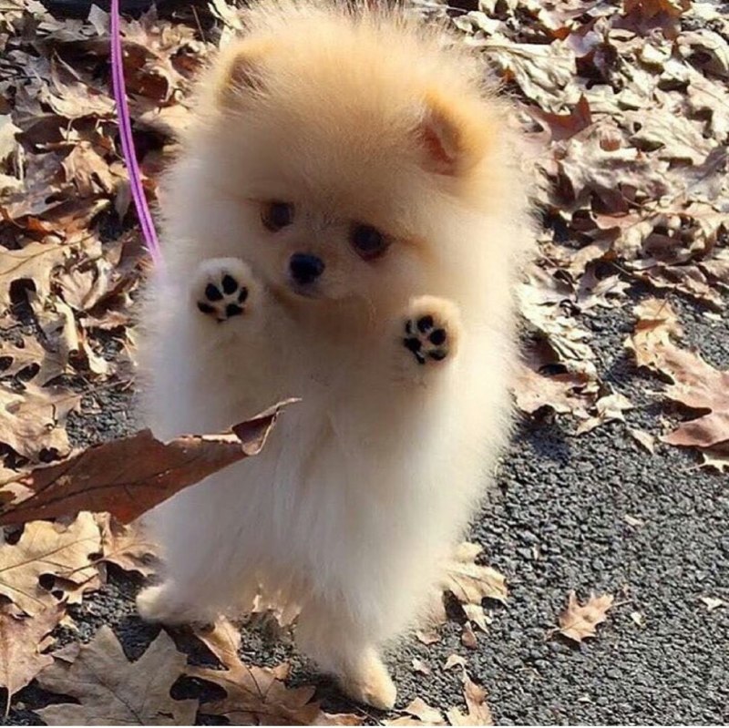Шпиц cute Pomeranian