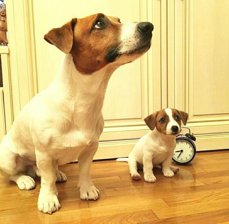 Джек Рассел терьер
