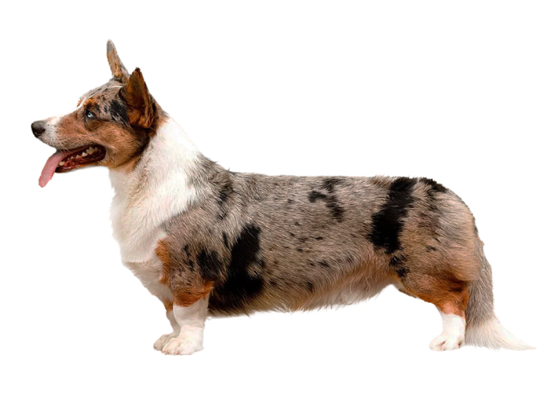 Вельш корги кардиган