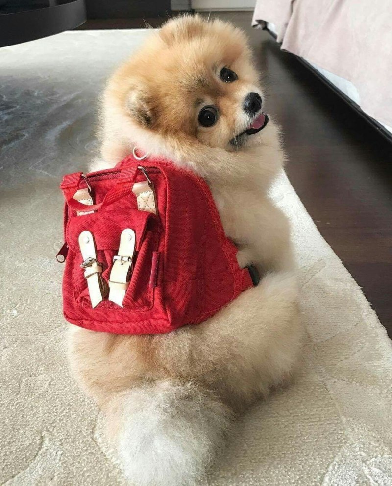 Шпиц ёнтан