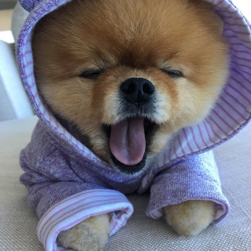 Собака с попкорном