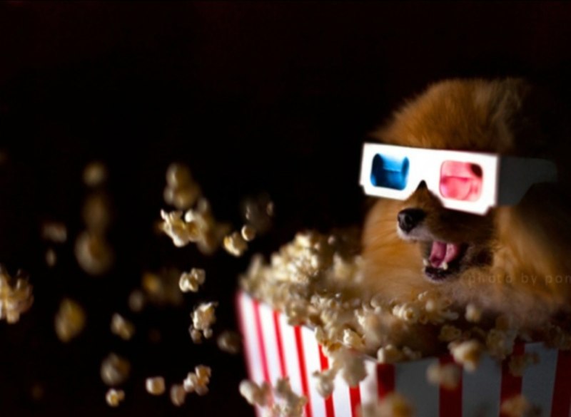 Померанский шпиц Jiff