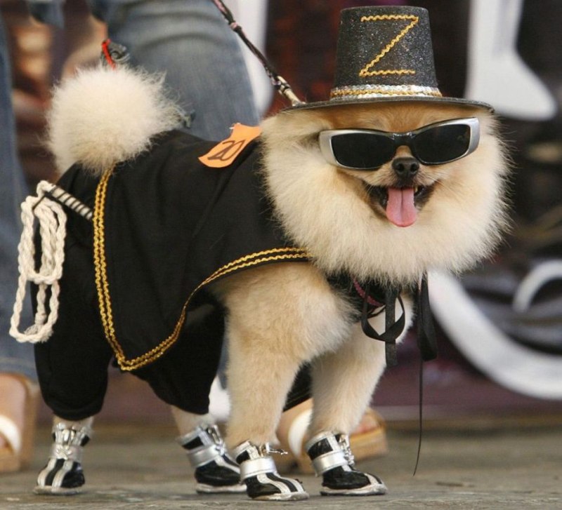 Собака Gabe