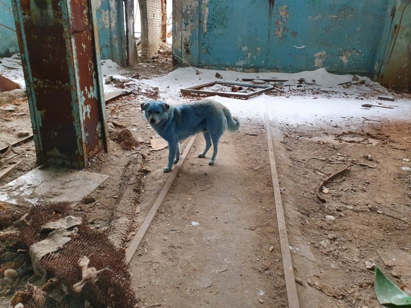 Голубая собака