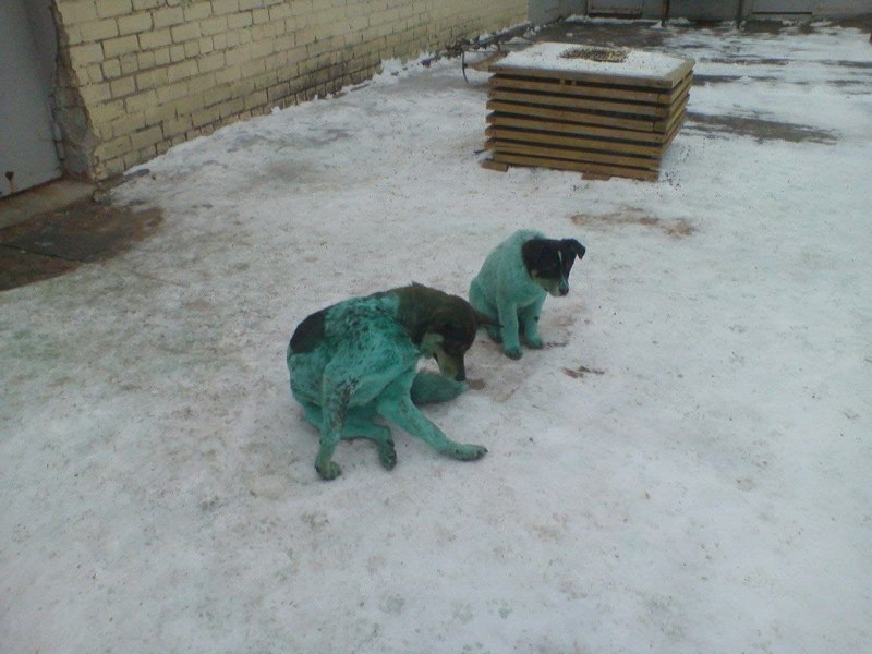 Синяя собака
