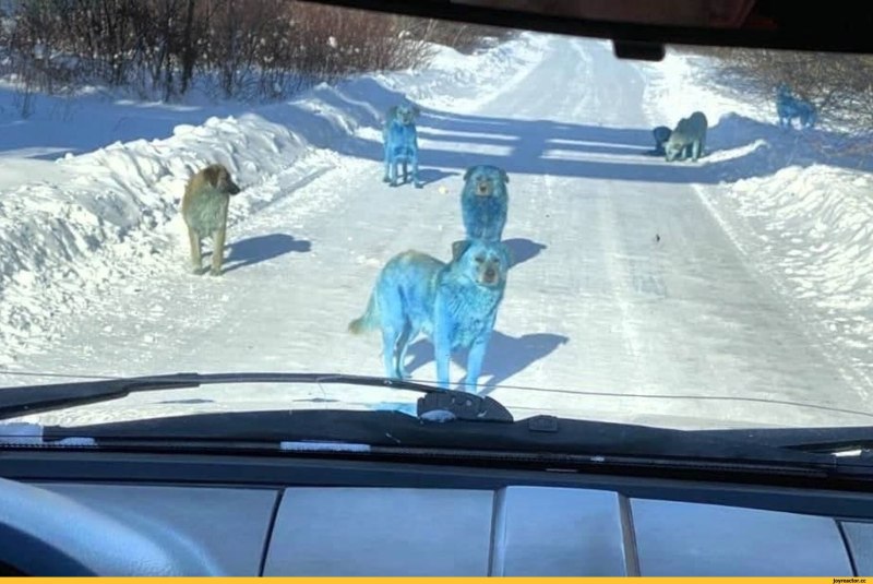 Синие собаки в Дзержинске Нижегородской области