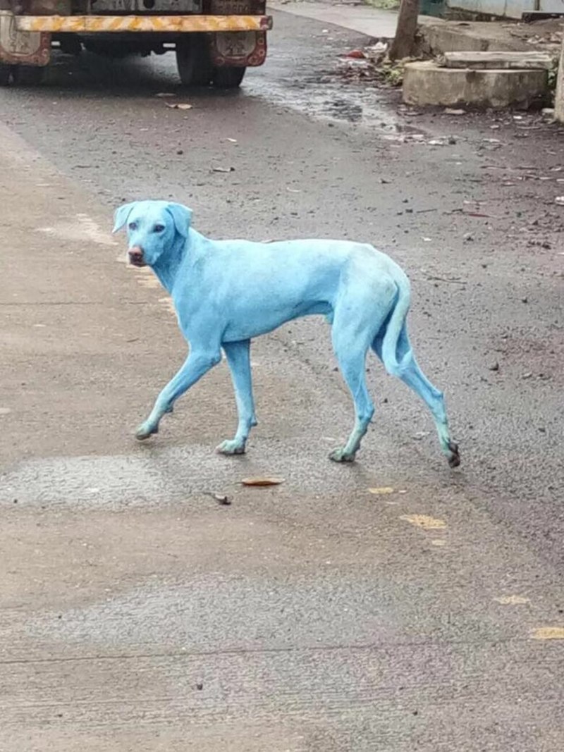 Синяя собака
