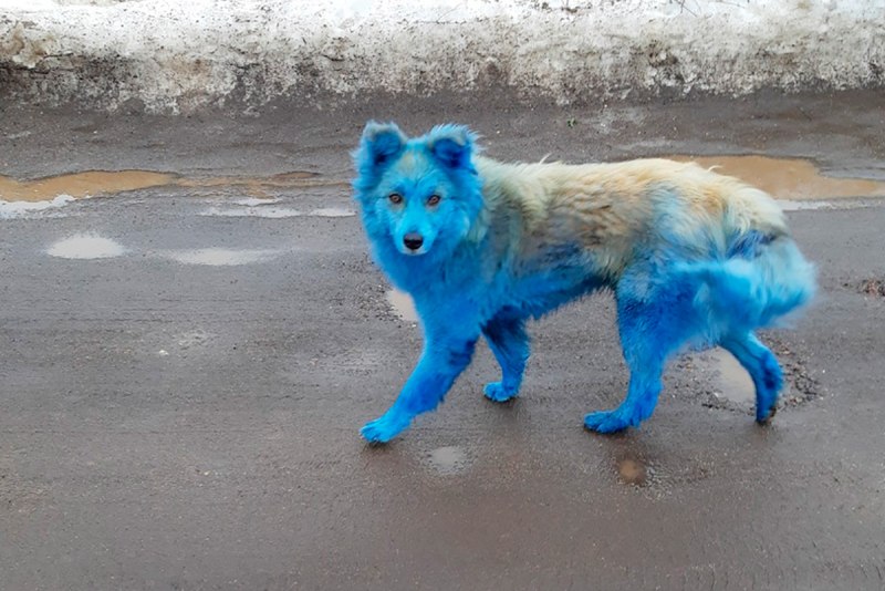 Собака с синей шерстью