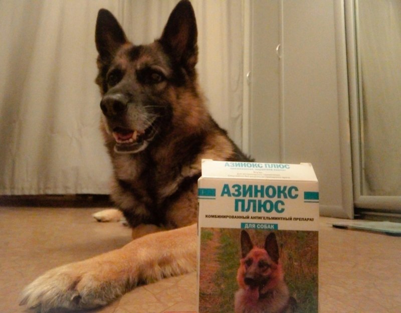 Много щенков немецкой овчарки
