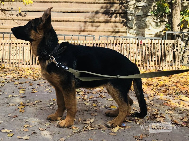 Домашний питомец овчарка
