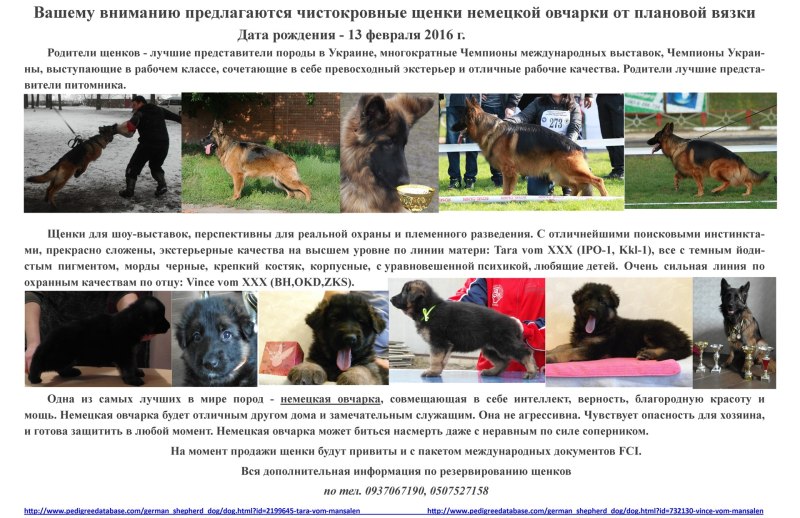 Клеймо в уже овчарки е8п