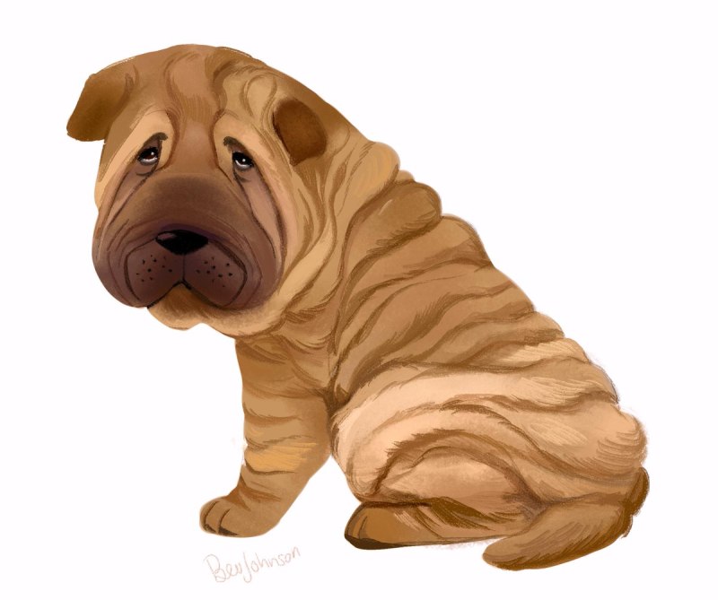 Shar Pei Dog