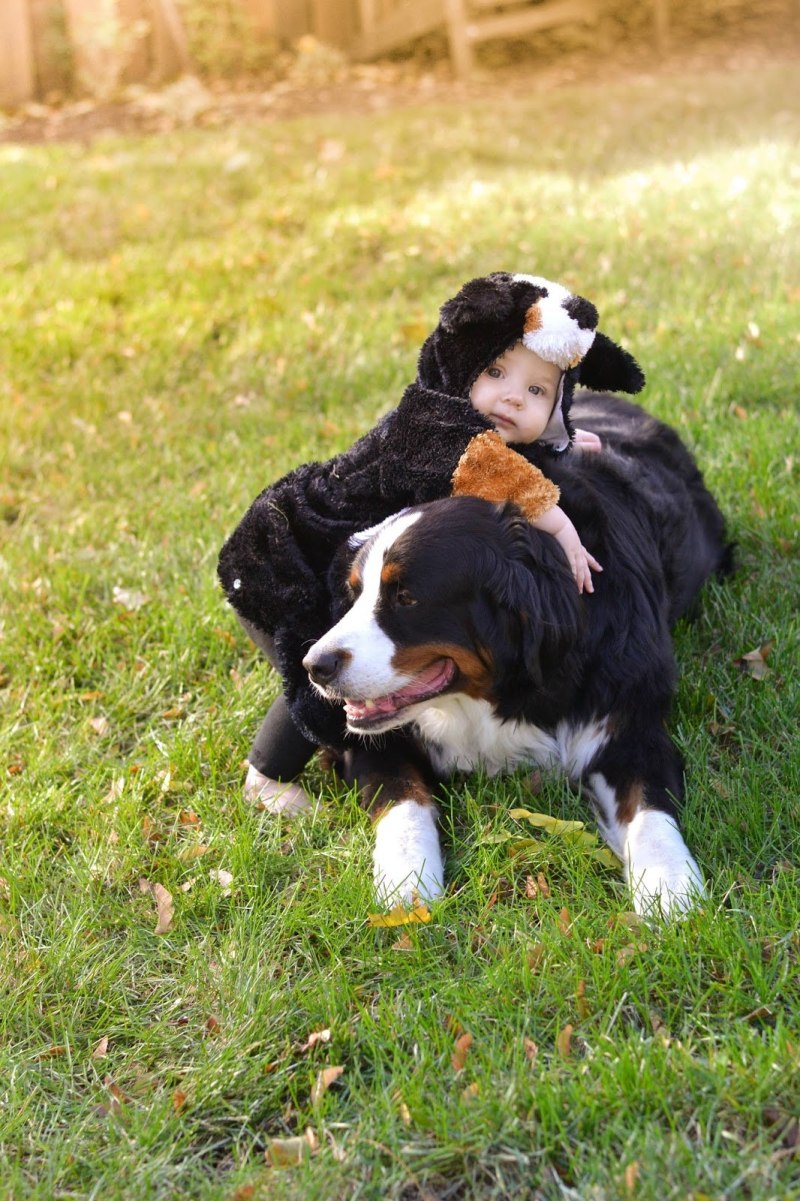 Bernese Mountain Dog Puppy