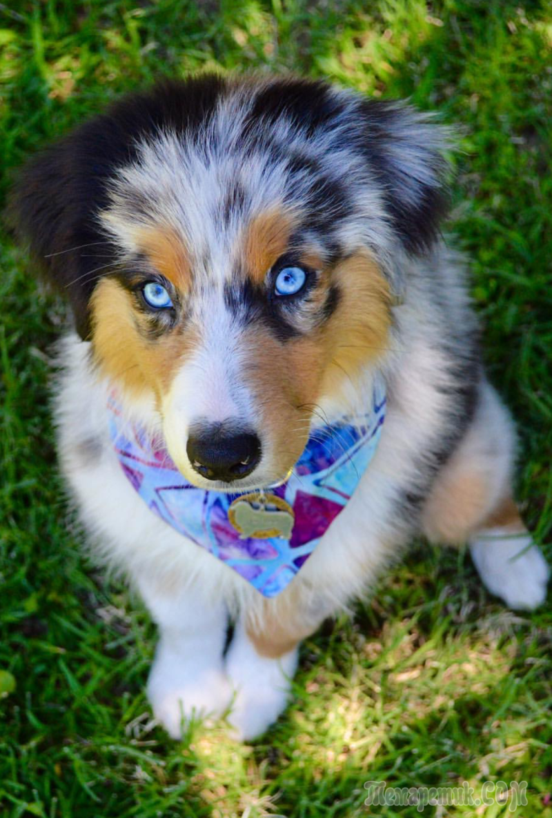 Австралийская овчарка / Australian Shepherd