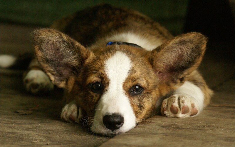 Cardigan Welsh Corgi