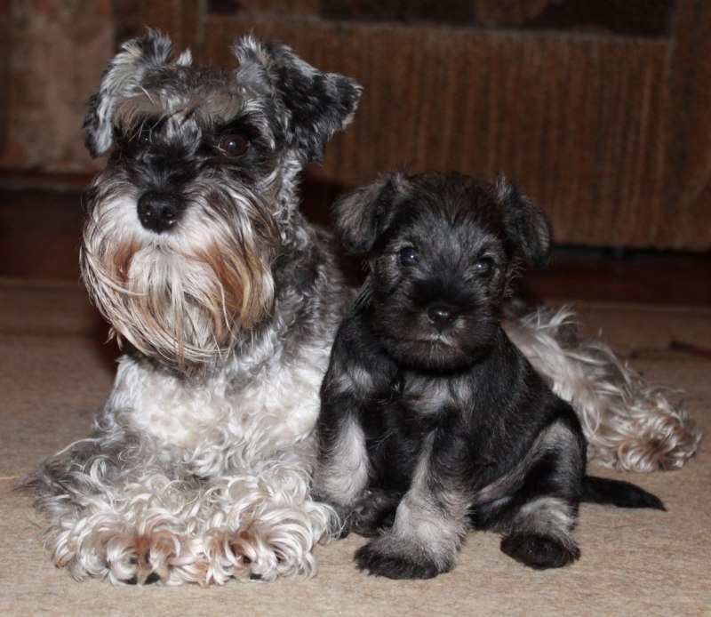 Цвергшнауцер чёрный Miniature Schnauzer Black