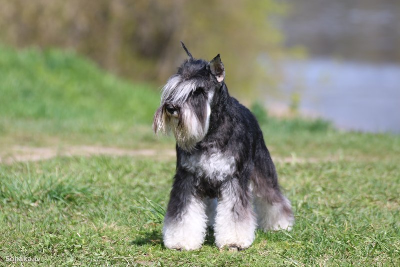 Цвергшнауцер чёрный Miniature Schnauzer Black