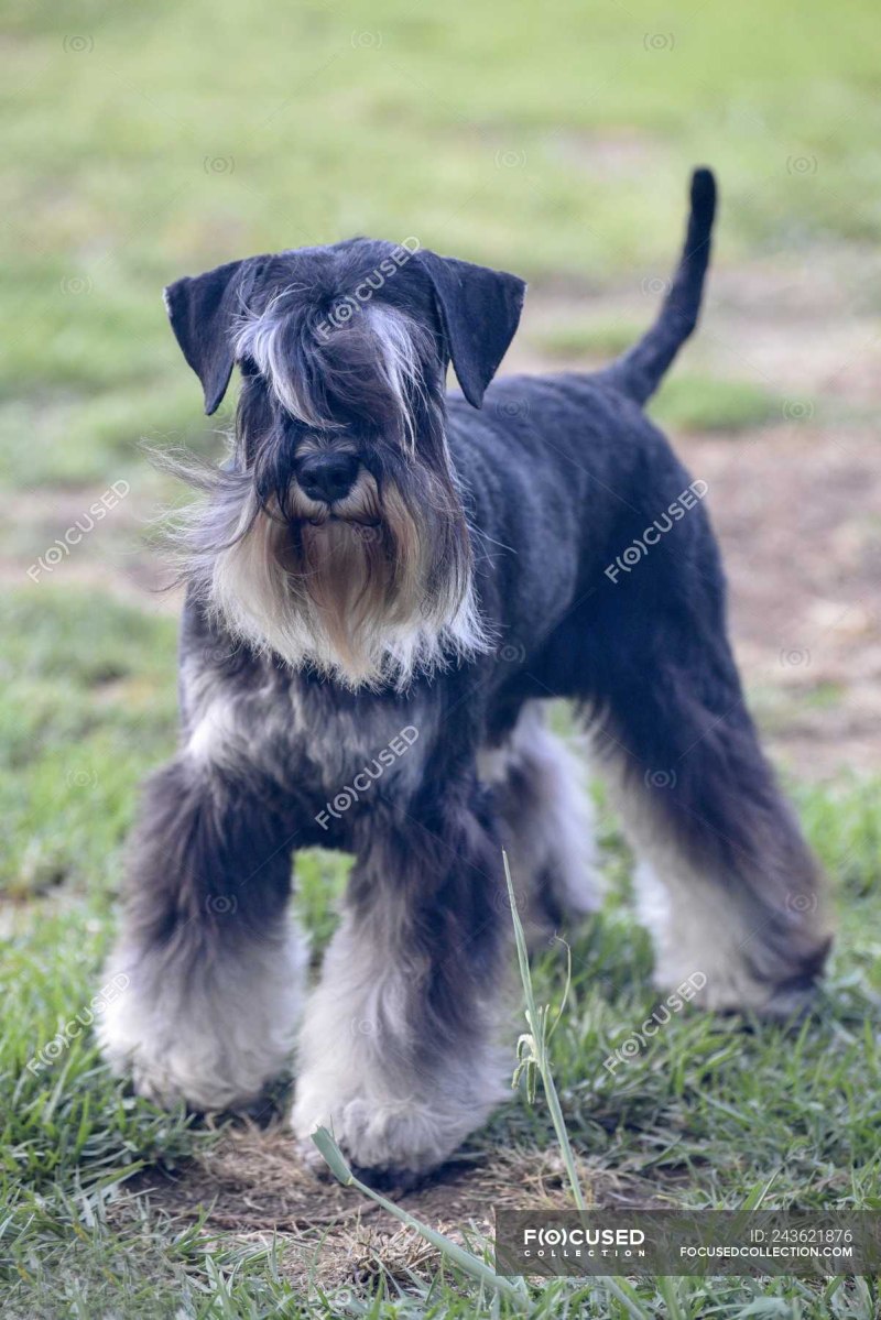 Mini Купер Schnauzer