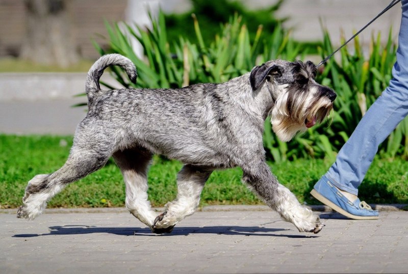 Mini Купер Schnauzer