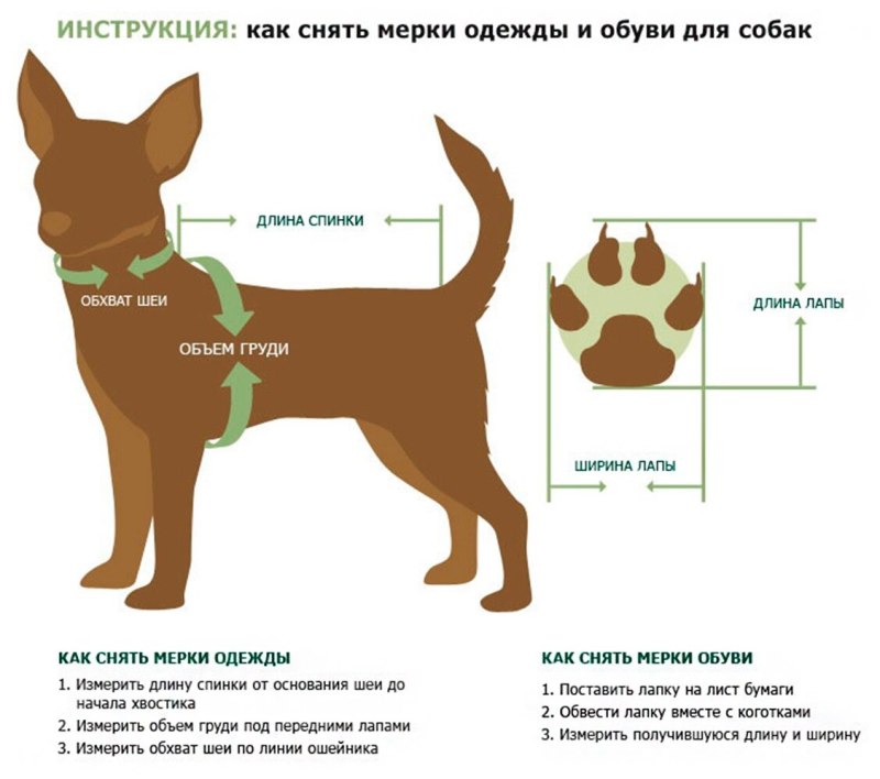 Мерки собак для одежды