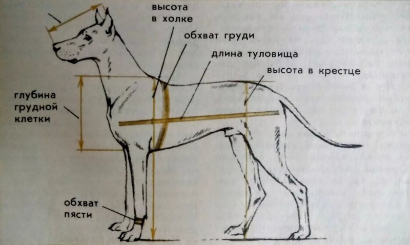 Собака немецкая овчарка вес