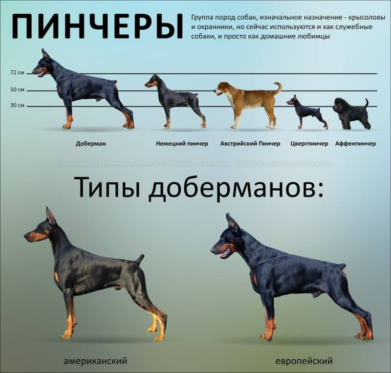 Немецкий пинчер рост
