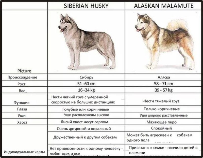 Сибирский хаски вес по месяцам