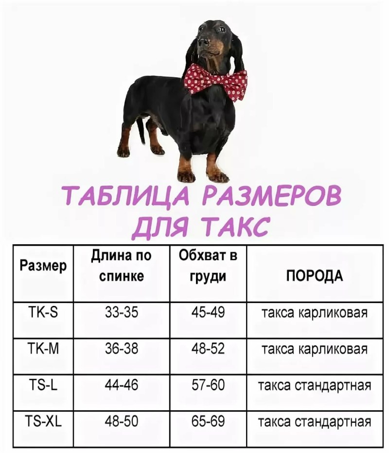 Вес щенка таксы по месяцам таблица
