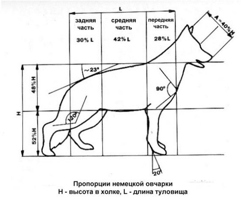 Рост в холке щенка немецкой овчарки