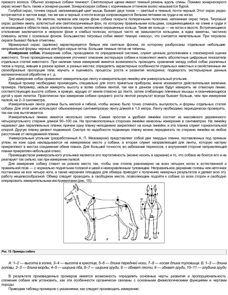 Как измерить собаку в холке схема