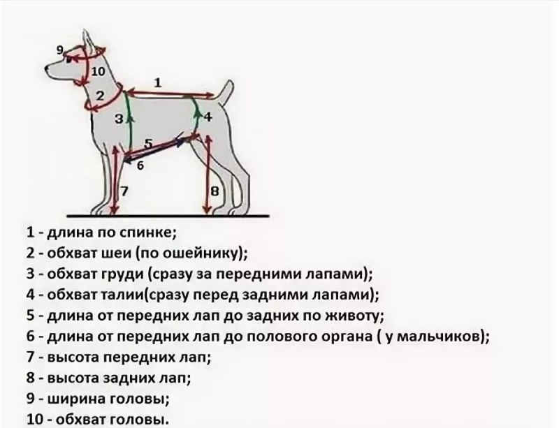 Как снять мерки с собаки для комбинезона