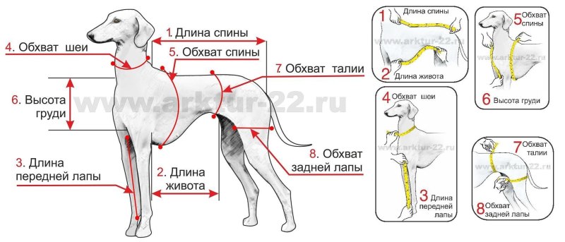 Измерить обхват груди собаки