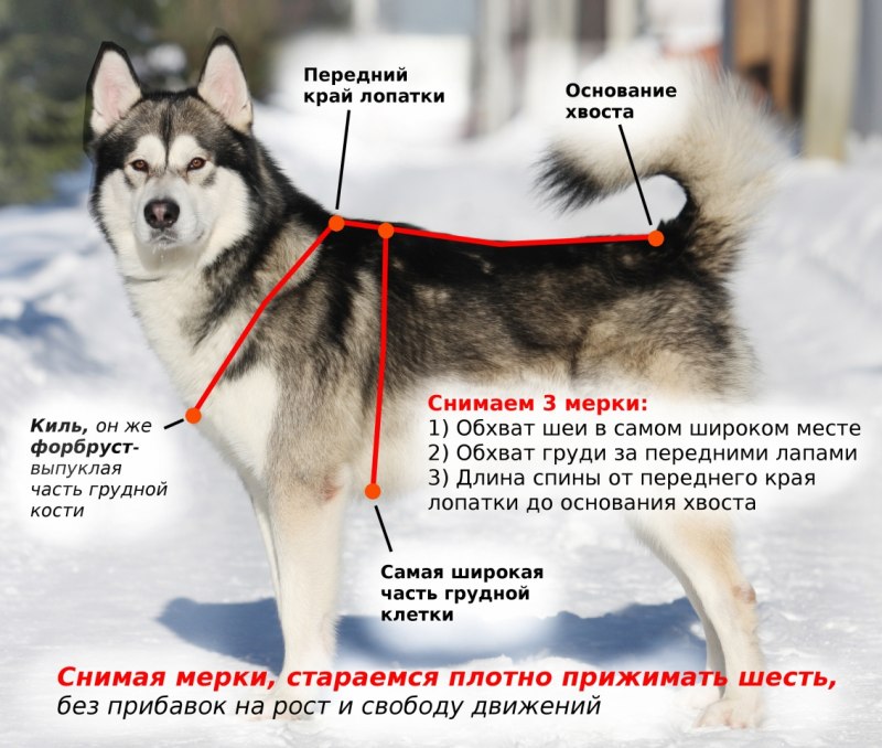 Как измерить размер шлейки для собаки