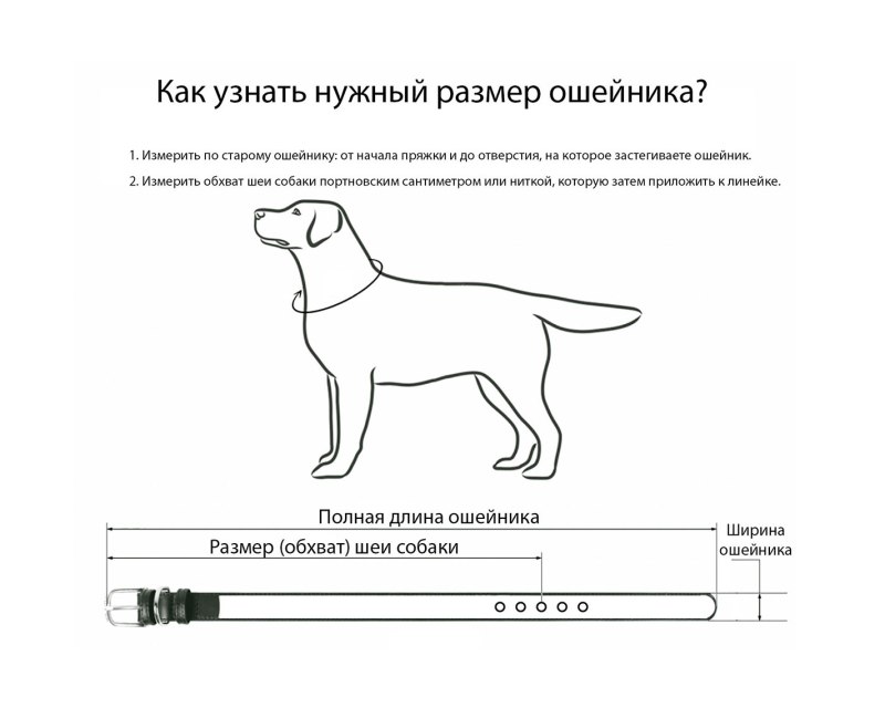 Размер ошейника для щенка лабрадора 3 месяца
