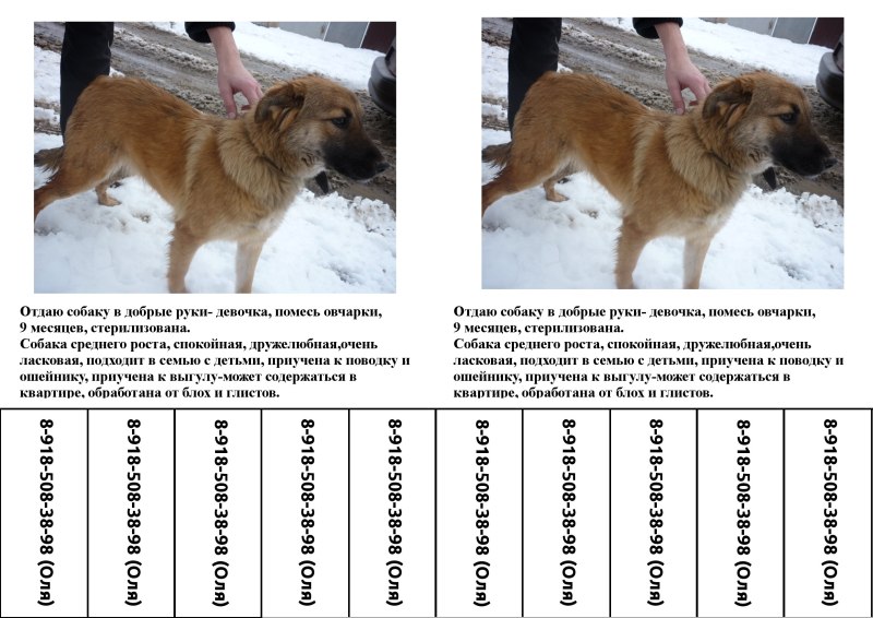 Немецкая овчарка рост в холке по месяцам