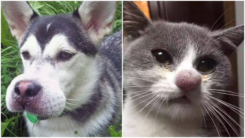 Хаски ужалила пчела
