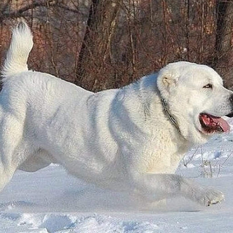 САО овчарка алабай