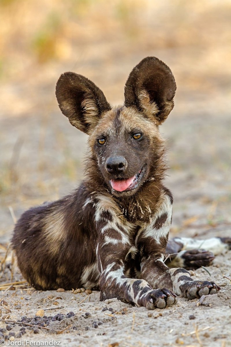 Lycaon pictus