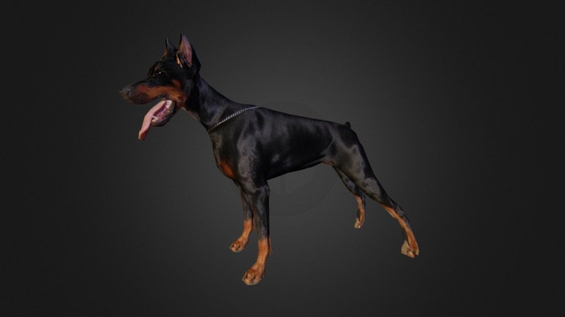 Доберман 3d